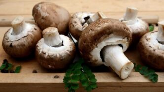 funghi