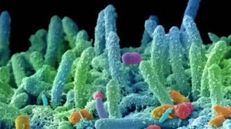 Super batteri, appello dei microbiologi: fondi certi e visione One Health per frenare l’antimicrobico resistenza