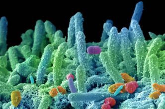 Super batteri, appello dei microbiologi: fondi certi e visione One Health per frenare l’antimicrobico resistenza
